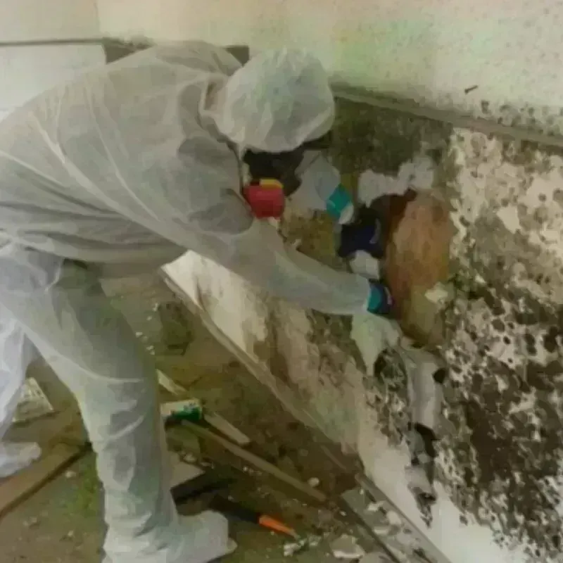 Mold Remediation and Removal in New Ipswich, NH